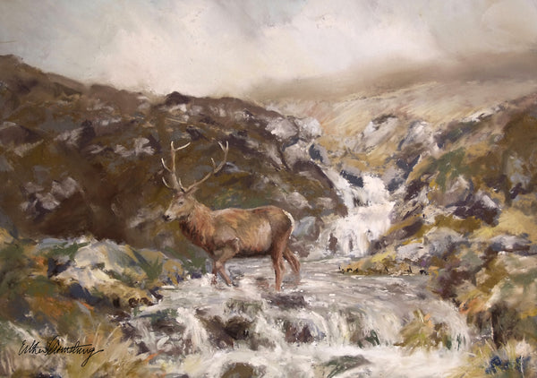 A6 print stag in a burn