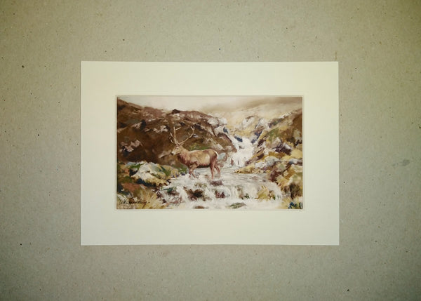 Single stag crossing a river.