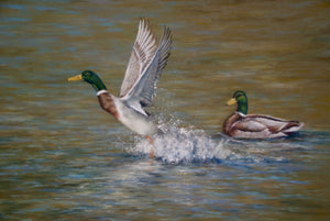 Original hand painted pastel Mallard Ducks of mallard ducks in flight and swimming in water.