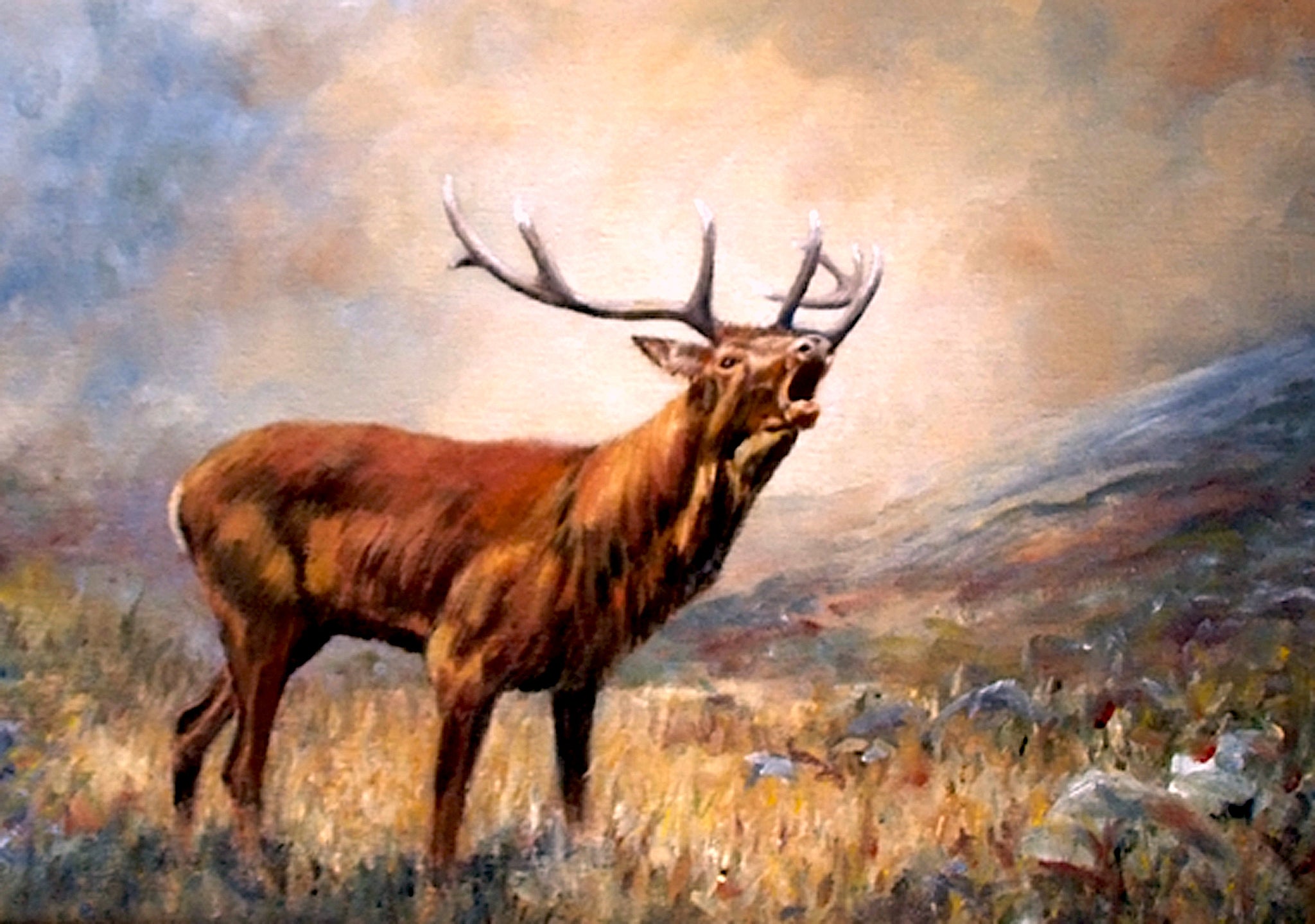 A6 mounted print of a roaring stag