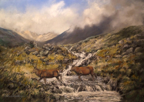 A6 mounted print of 2 stags crossing a burn in spate